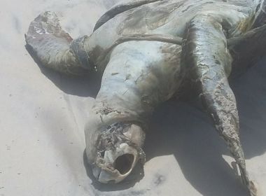 IlhÃ©us: Tartaruga Ã© achada morta em praia apÃ³s encalhe em rede de pesca de camarÃ£o
