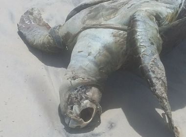 Ilhéus: Tartaruga é achada morta em praia após encalhe em rede de pesca de camarão