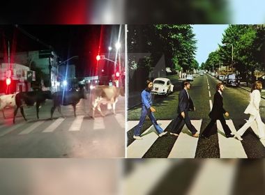 Amargosa: Vacas atravessam 'faixa' e lembram capa dos Beatles