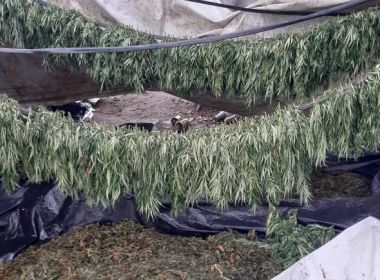  Plantação com cerca de 80 mil pés de maconha é encontrada em Monte Santo