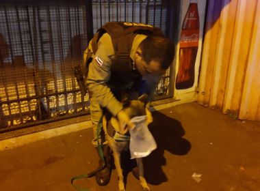 Valença: Policiais localizam acusado de homicídio com ajuda de cadela treinada