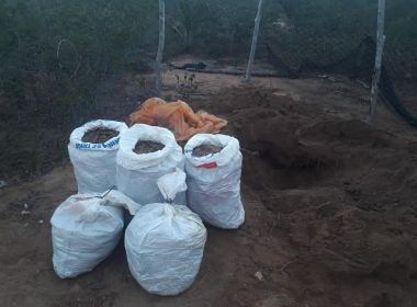 Ipirá: Polícia encontra 100 kg de maconha enterrados na zona rural