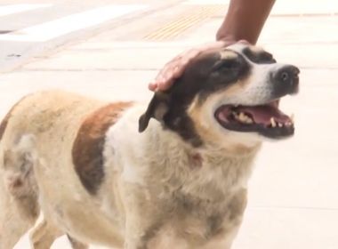 Feira: Cachorro vira mascote de hospital após ficar quase 3 anos na espera de dono