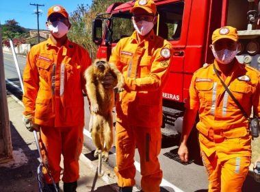 Barreiras: Macaco é encontrado em passeio ferido e com queimaduras