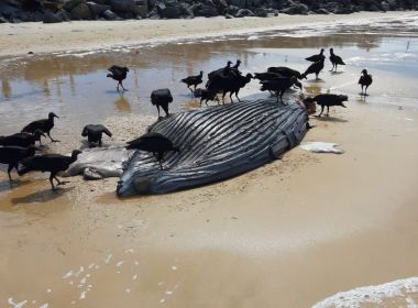 Porto Seguro: Filhote de baleia é achado morto em praia