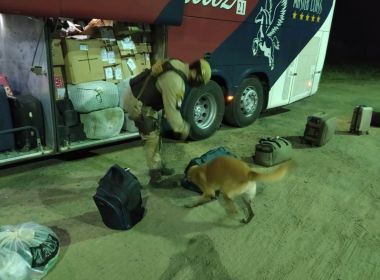 Itaberaba: Com ajuda de cadela, policiais apreendem drogas na BR-242 