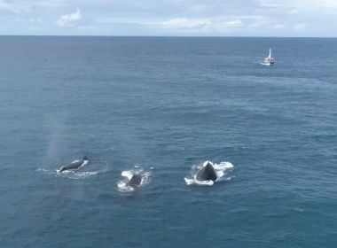 Expedição avista mais de 70 baleias jubartes entre Salvador e Itacaré