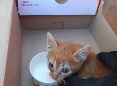 Barreiras: Filhote de gato é resgatado após ficar escondido em motor de carro 