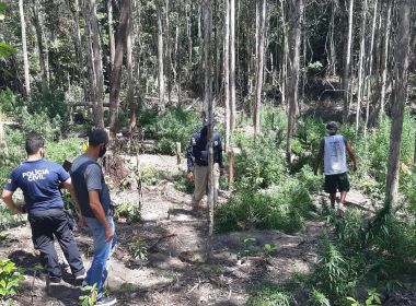 Belmonte: Operação descobre plantação com mais de 1,5 mil pés de maconha