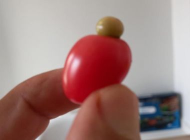 Brumado: Tomate brota em forma de caju em horta plantada embaixo de cajueiro 