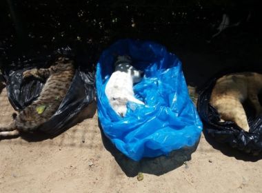 Interlagos: 18 gatos são encontrados mortos no condomínio; outros 20 estão desaparecidos