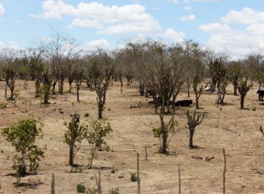 Bahia lidera em área afetada por seca no país, aponta monitor das Secas