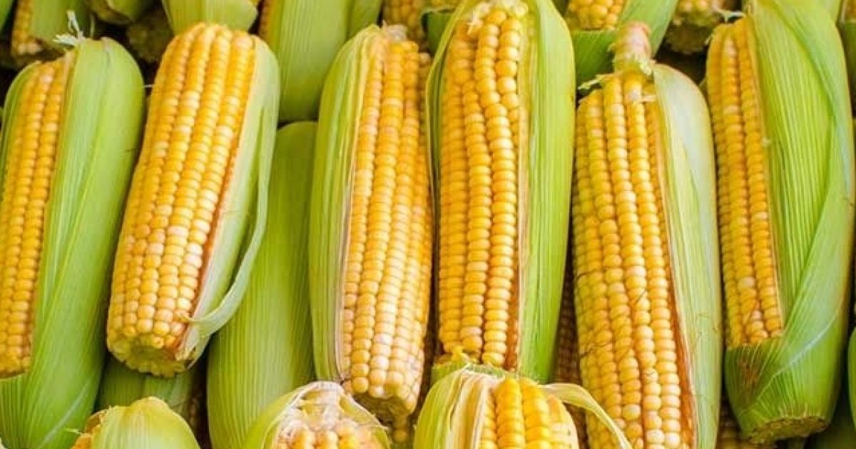 Bahia Notícias / Municípios / Notícia / Bahia reduz ICMS da produção de grãos de milho e abre mão de receita de R$ 4 mi - Vimarsana News