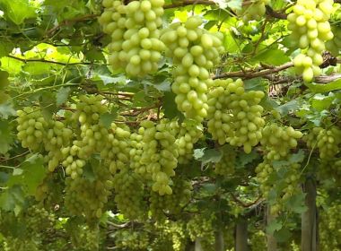 Juazeiro: Fazendeiros compravam agrotóxico mesmo ciente de risco à saúde, aponta PF