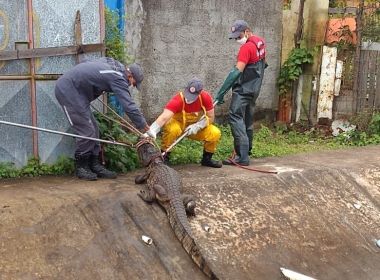 Feira de Santana: Bombeiros capturam jacaré em canal pluvial