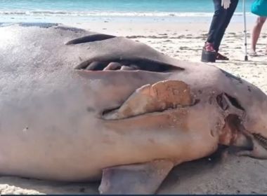 Porto Seguro: Banhistas encontram golfinho morto em praia de Arraial D’Ajuda