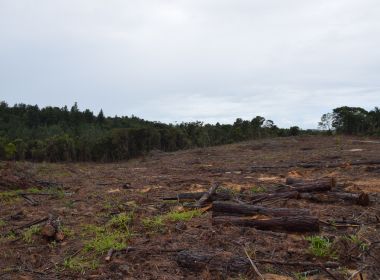 Operação Mata Adentro fiscaliza desmatamento em 27 cidades baianas 