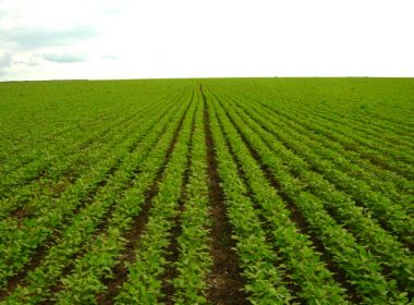 Agropecuária e serviços baianos têm alta em 3° trimestre; indústria registra baixa 