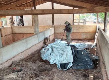 Oliveira dos Brejinhos: Polícia descobre bunkers que escondiam 8 toneladas de maconha