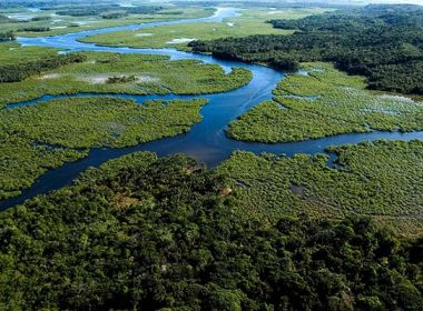 Ministérios Públicos de 17 estados integram operação 'Mata Atlântica em Pé'
