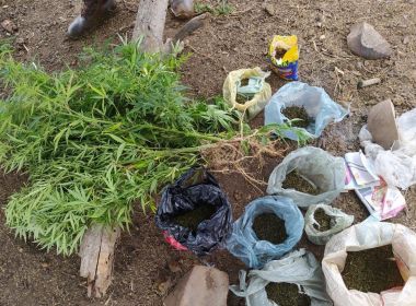 Jeremoabo: Idoso é preso após apreensão de mil pés de maconha