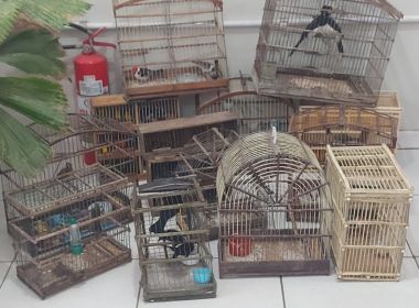 Operação combate comércio ilegal de aves e apreende 52 pássaros em Serrinha