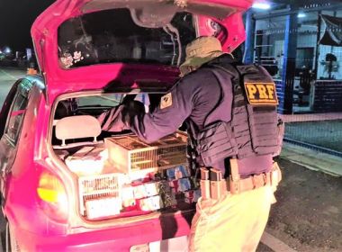 Jequié: PRF resgata mais 1 mil pássaros em maior apreensão do ano