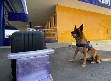 Conquista: Com ajuda de cão farejador, PRF encontra maconha levada em ônibus
