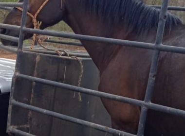 João Dourado: Cavalo mangalarga é recuperado após ser furtado em cavalgada