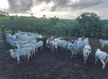 Ação conjunta apreende 120 cabeças de gado furtadas em pelo menos 9 cidades baianas