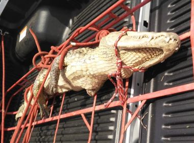 Jacaré com patas amputadas é resgatado em lagoa de Feira de Santana