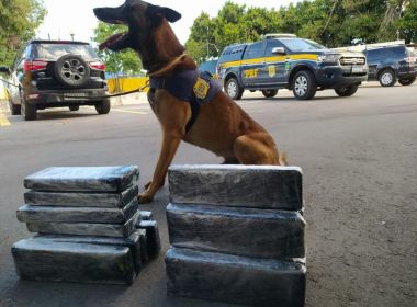 Conquista: Cão ajuda polícia a encontrar cocaína e maconha em malas de ônibus
