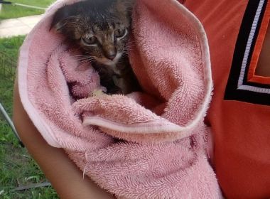 Una: Filhote de gato cai em poço de 7 metros e é resgatado por bombeiros