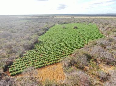 Sento Sé: 90 mil pés de maconha são encontrados pela Polícia Militar