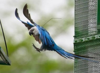 Curaçá: Dadas como extintas, ararinhas-azuis são devolvidas à caatinga baiana