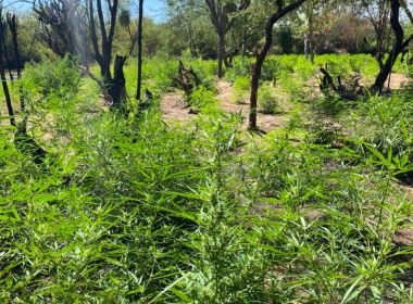 Operação erradicou 677,5 mil pés de maconha na Bahia em 1° semestre, diz PM-BA