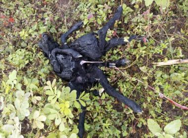 Irará: Filhote de ovelha nasce com dois corpos e oito patas