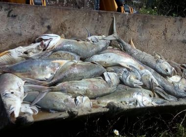 VÍDEO: Pescadores denunciam crime ambiental por pesca com bomba em Saubara