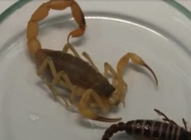 Conquista: Número de picadas de escorpiões aumenta 17% em últimos 6 meses