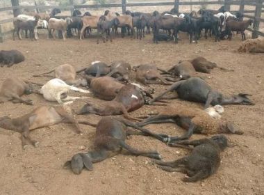 Criadores de caprinos e ovinos do Sisal cobram ações contra ataque de cães 