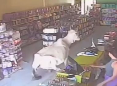 Cristópolis: Vaca chama atenção ao entrar em farmácia e deitar dentro de loja 