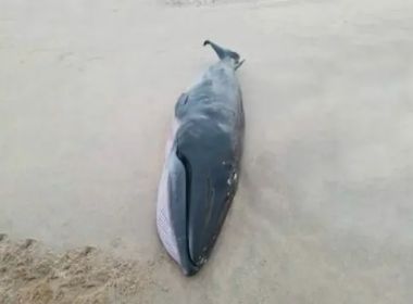 Mucuri: Filhotes de baleia são encontrados mortos em praias