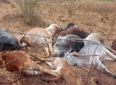 Formosa do Rio Preto: Descarga elétrica mata 23 bovinos em fazenda