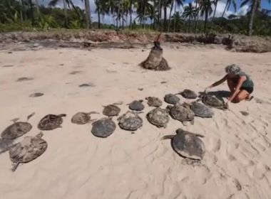 ONG encontra 16 tartarugas marinhas mortas em Maraú; algumas estavam decapitadas
