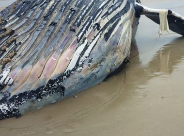 Valença: Baleia jubarte de quase 12 metros é achada morta em praia de Guaibim