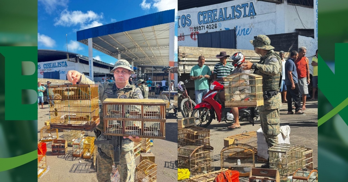 Polícia resgata 106 aves silvestres e prende dois suspeitos no nordeste baiano
