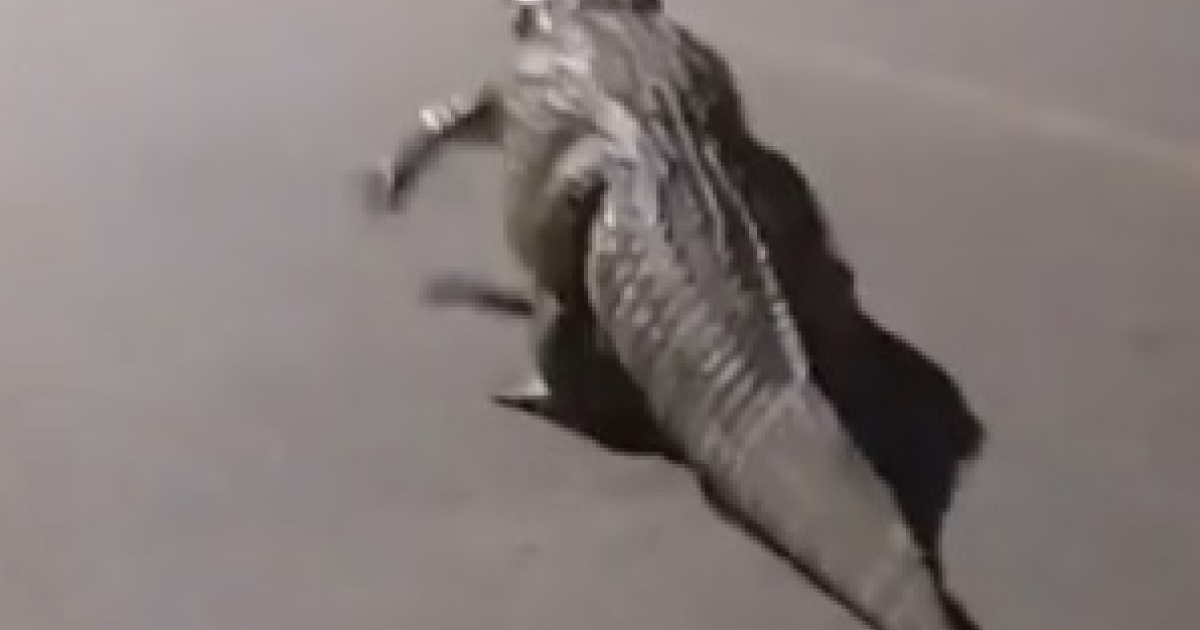 URGENTE: Jacaré Passeia Tranquilo em Rua de Santo Estêvão e Choca Moradores! Veja o Vídeo!