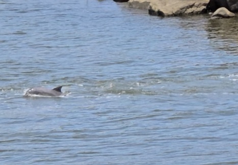 VÍDEO: Golfinhos são confundidos com tubarões em praia do sul da Bahia
