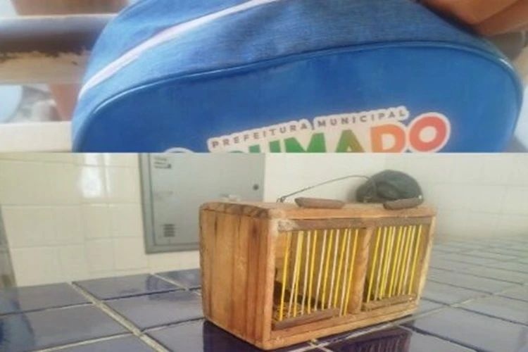 Aves silvestres são encontradas dentro de mochila escolar em Brumado
