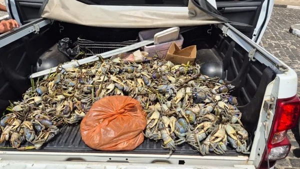 Ação da Polícia Ambiental apreende mais de 1,5 caranguejos em 2 municípios da Bahia